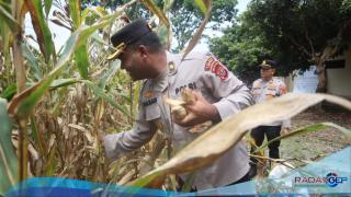 Polres Langkat Laksanakan Panen Raya Jagung